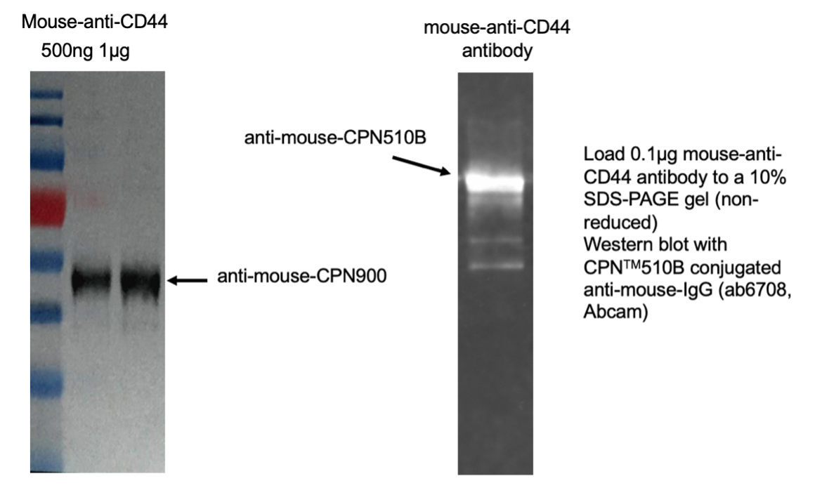 biorad western blot protocol biorad western blot protocol